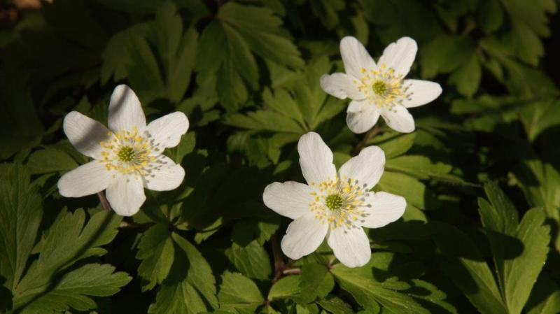 Buschwindröschen blühen in Wald und Heide