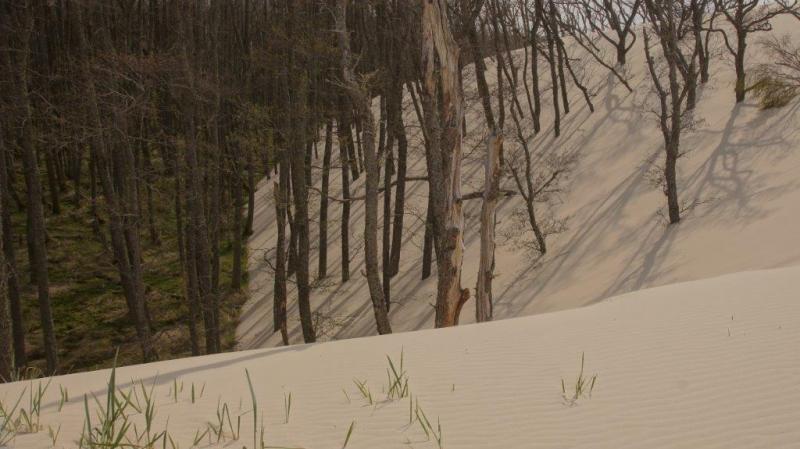 Verlandung des Küstenwaldes