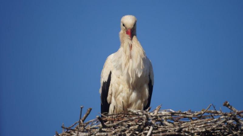 auch er wartet noch auf den Sommer, erstes bewohntes Sorchennest auch er wartet noch auf den Sommer, erstes bewohntes Sorchennest