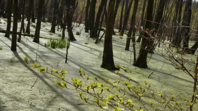 erstes zartes Grün bricht durch erstes zartes Grün bricht durch